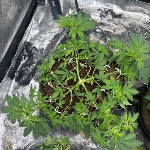 White Widow #1 growlog timeline photo