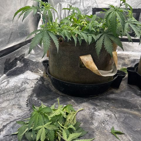 White Widow #1 growlog timeline photo