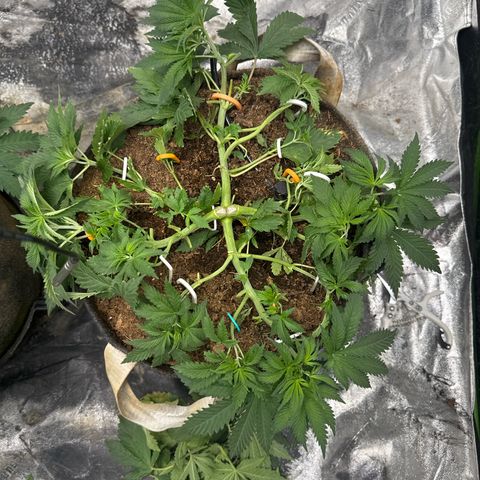 White Widow #2 growlog timeline photo