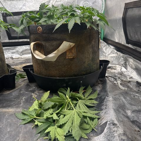 White Widow #2 growlog timeline photo