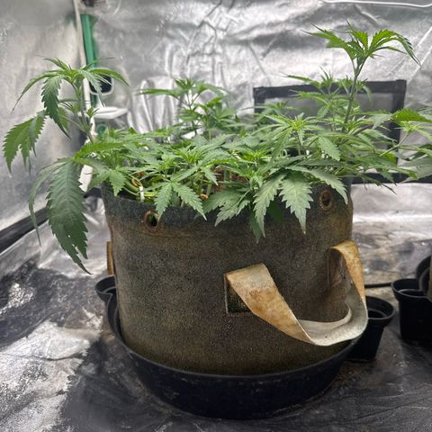 White Widow #1 growlog timeline photo