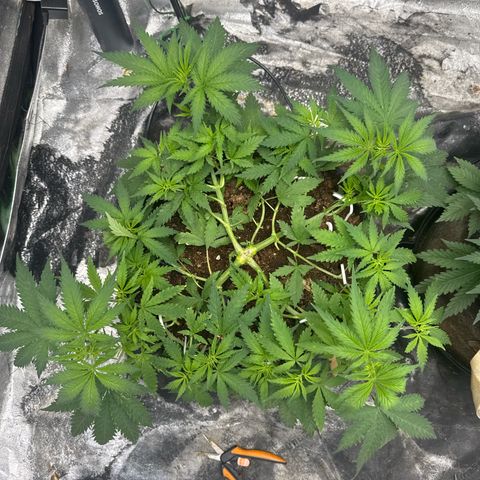 White Widow #1 growlog timeline photo