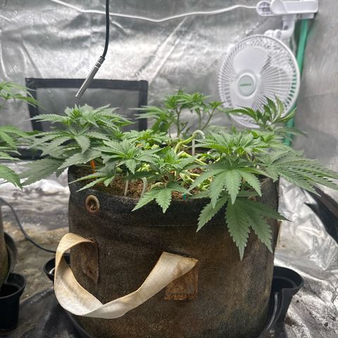 White Widow #2 growlog timeline photo