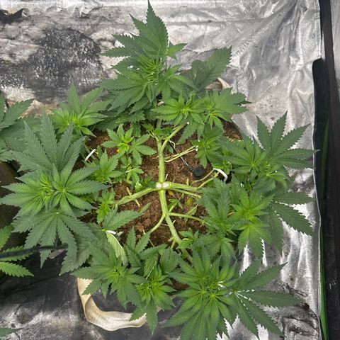 White Widow #2 growlog timeline photo