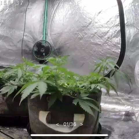 White Widow #2 growlog timeline photo