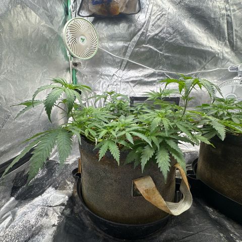 White Widow #1 growlog timeline photo