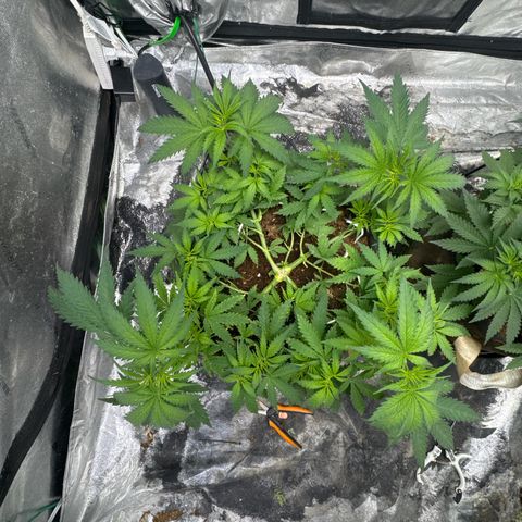 White Widow #1 growlog timeline photo