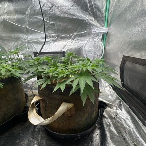 White Widow #2 growlog timeline photo
