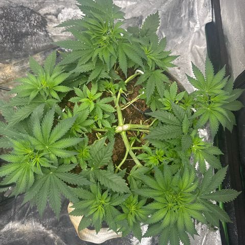 White Widow #2 growlog timeline photo