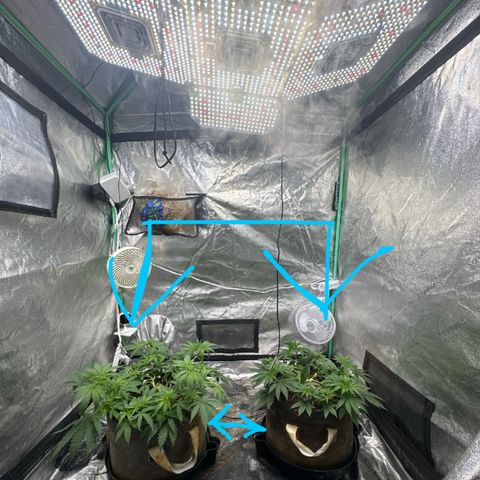 White Widow #2 growlog photo: Widened space between plants