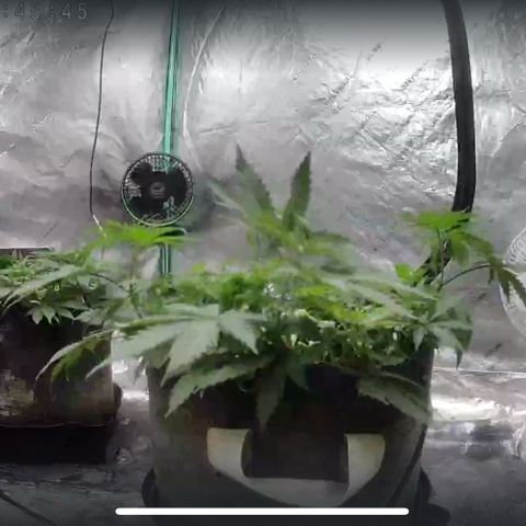 White Widow #2 growlog timeline photo