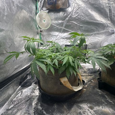 White Widow #1 growlog timeline photo