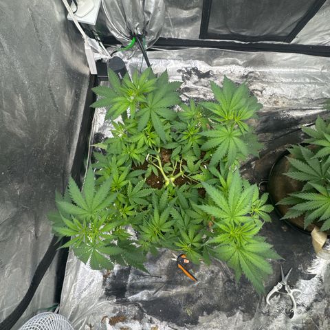 White Widow #1 growlog timeline photo