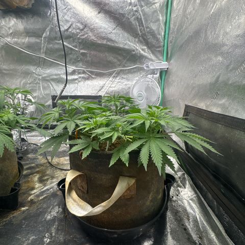 White Widow #2 growlog timeline photo