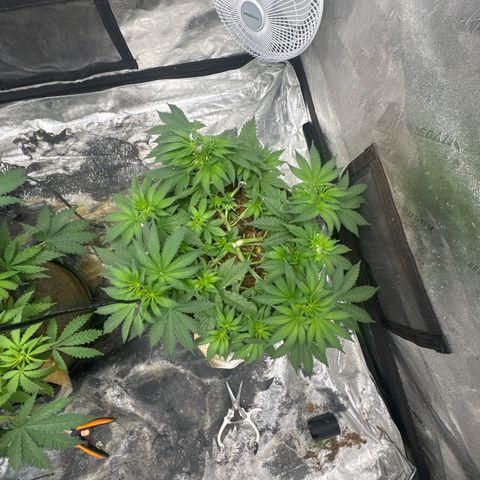 White Widow #2 growlog timeline photo