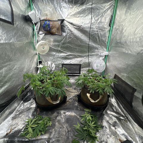 White Widow #2 growlog photo: Trimmed Fan leafs