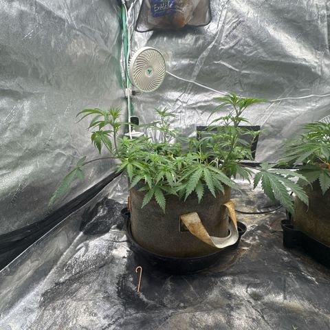 White Widow #1 growlog timeline photo