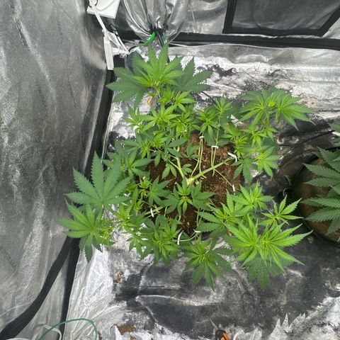 White Widow #1 growlog timeline photo