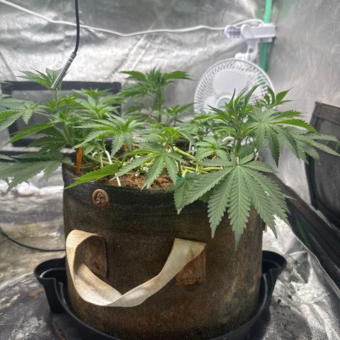 White Widow #2 growlog timeline photo