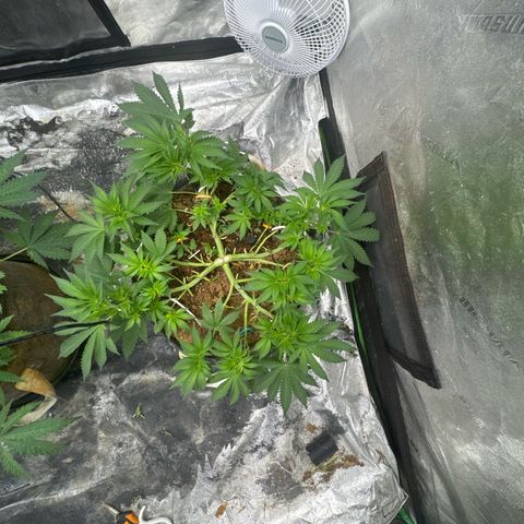 White Widow #2 growlog timeline photo
