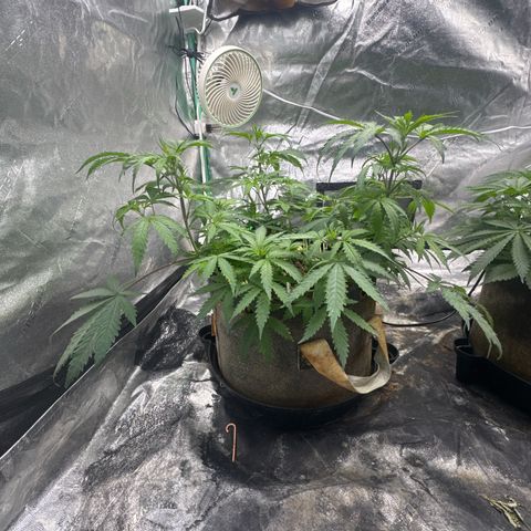 White Widow #1 growlog timeline photo