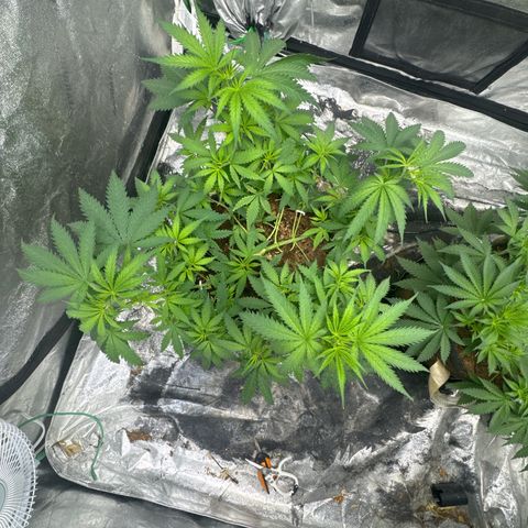White Widow #1 growlog timeline photo