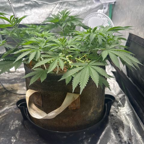 White Widow #2 growlog timeline photo