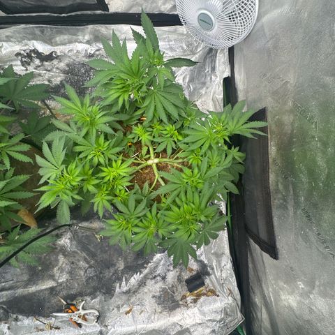 White Widow #2 growlog timeline photo