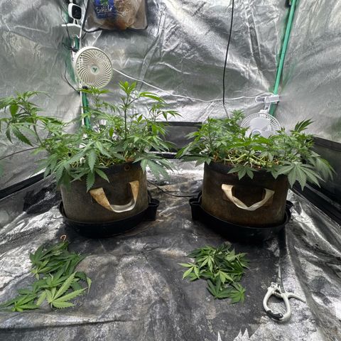 White Widow #2 growlog photo: Light trimming
