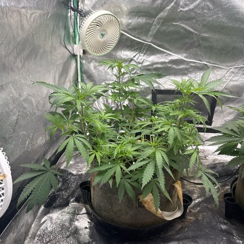 White Widow #1 growlog timeline photo
