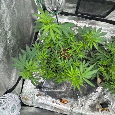 White Widow #1 growlog timeline photo