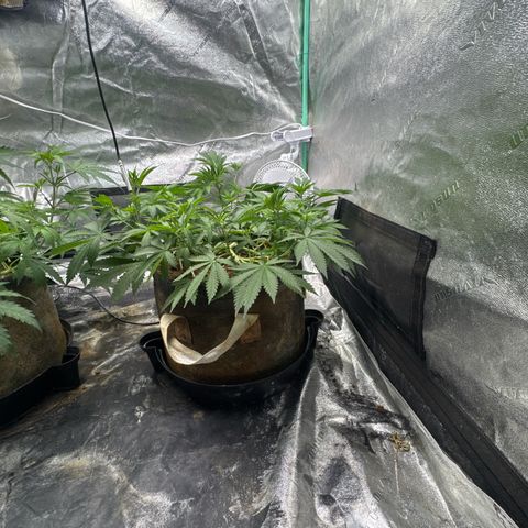 White Widow #2 growlog timeline photo