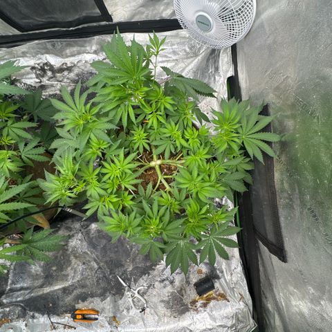White Widow #2 growlog timeline photo