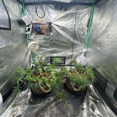 White Widow #2 growlog photo: LST adjustment + light trim
