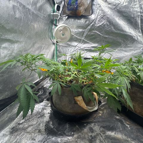 White Widow #1 growlog timeline photo