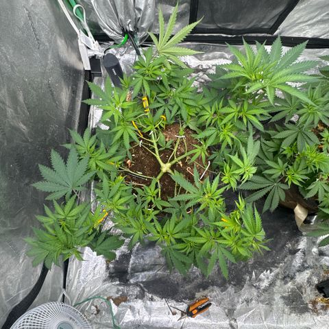 White Widow #1 growlog timeline photo