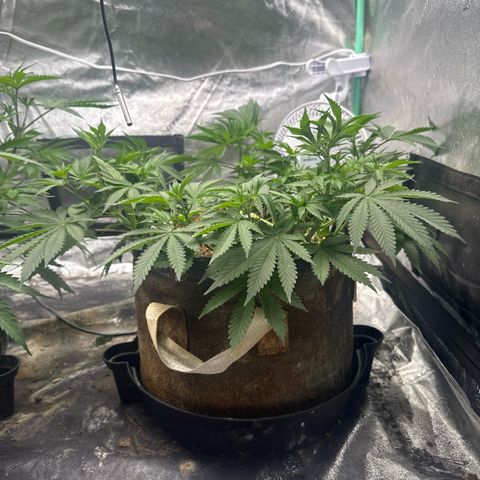 White Widow #2 growlog timeline photo