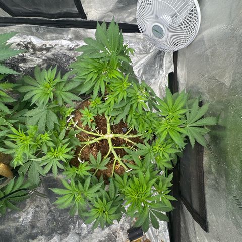 White Widow #2 growlog timeline photo