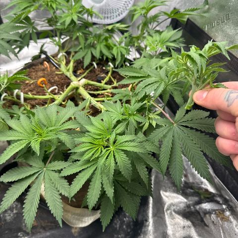 White Widow #2 growlog photo: Shittest LST clip found by a fucking mile.