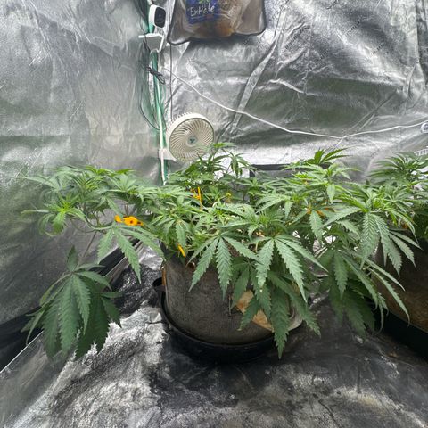 White Widow #1 growlog timeline photo