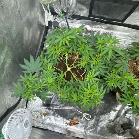 White Widow #1 growlog timeline photo