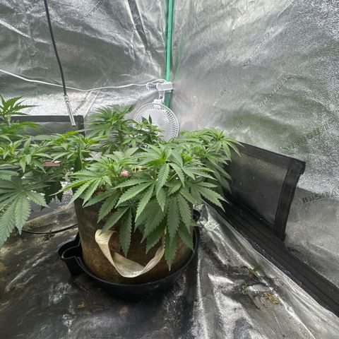 White Widow #2 growlog timeline photo