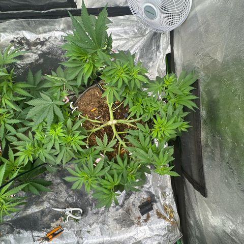 White Widow #2 growlog timeline photo