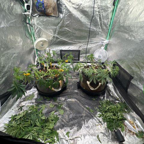 White Widow #2 growlog photo: Heavy trimming 