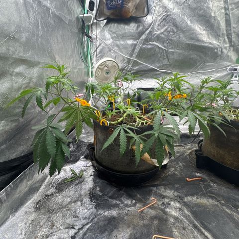 White Widow #1 growlog timeline photo