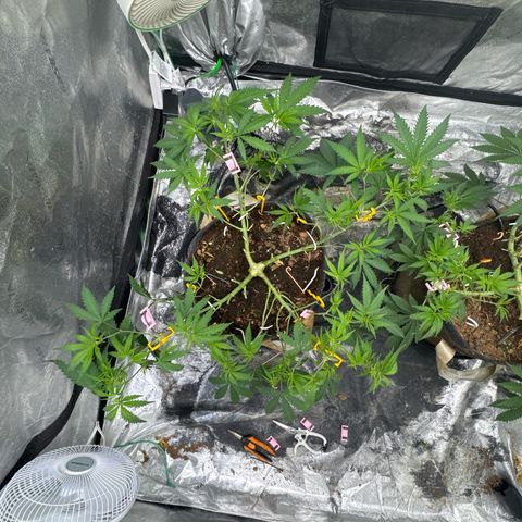 White Widow #1 growlog timeline photo