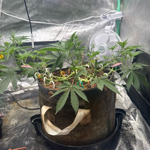 White Widow #2 growlog timeline photo