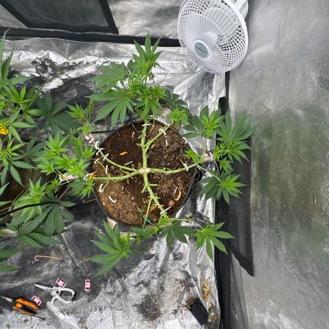 White Widow #2 growlog timeline photo