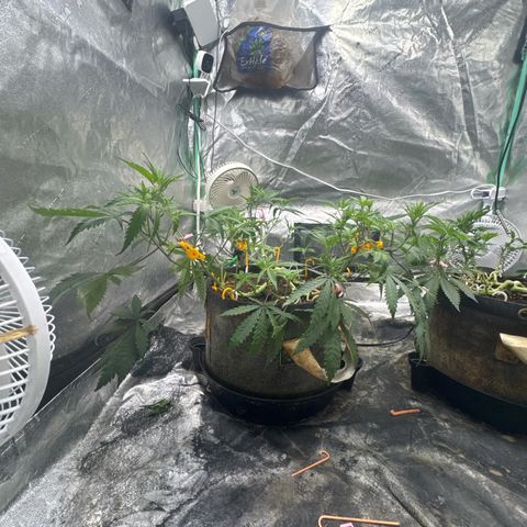 White Widow #1 growlog timeline photo