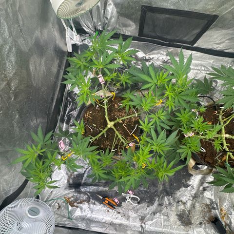 White Widow #1 growlog timeline photo